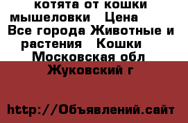 котята от кошки мышеловки › Цена ­ 10 - Все города Животные и растения » Кошки   . Московская обл.,Жуковский г.